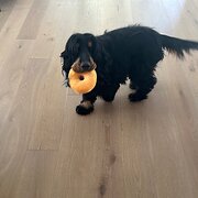 Home Owner wanting sitter in , Western Australia