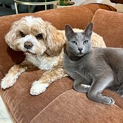 Home Owner wanting sitter in Maroochydore, Queensland