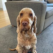 Home Owner wanting sitter in Geelong, Victoria