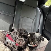 Home Owner wanting sitter in , Queensland