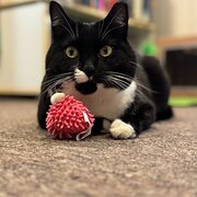 Home Owner wanting sitter in , New South Wales