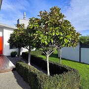 House Sitter - NZ Sitter