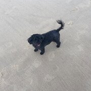 Home Owner wanting sitter in Gold Coast , Queensland
