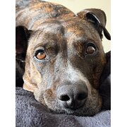 Home Owner wanting sitter in , Western Australia