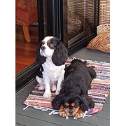 Home Owner wanting sitter in BUDERIM, Queensland