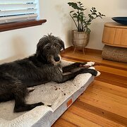 Home Owner wanting sitter in Perth, Western Australia