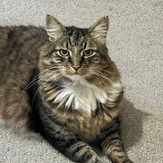 Home Owner wanting sitter in Perth , Western Australia