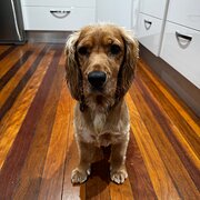 Home Owner wanting sitter in Brisbane, Queensland