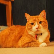 Home Owner wanting sitter in Perth, Western Australia