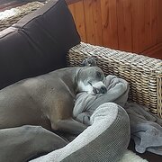 Home Owner wanting sitter in Geelong, Victoria
