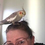 Home Owner wanting sitter in Melbourne, Victoria