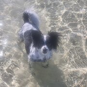 Home Owner wanting sitter in Adelaide , South Australia