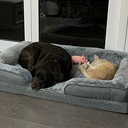 Home Owner wanting sitter in Gold Coast, Queensland