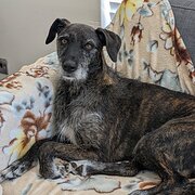 Home Owner wanting sitter in Perth, Western Australia