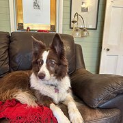 House Sitter - Julie & Pete.. kind, caring & respectful
