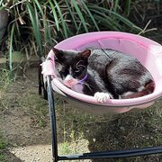 Home Owner wanting sitter in Brisbane , Queensland