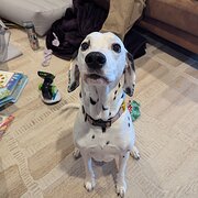Home Owner wanting sitter in Adelaide , South Australia