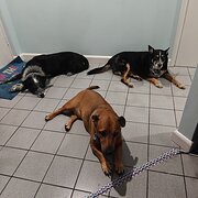 Home Owner wanting sitter in  Perth, Western Australia