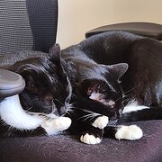 Home Owner wanting sitter in Fremantle , Western Australia