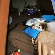 Home Owner wanting sitter in , Western Australia