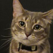 Home Owner wanting sitter in Brisbane, Queensland