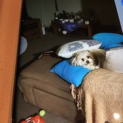 Home Owner wanting sitter in , Western Australia