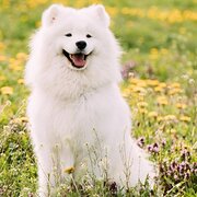 Home Owner wanting sitter in Hunter Valley , New South Wales