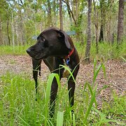 Home Owner wanting sitter in Brisbane, Queensland