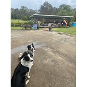 Home Owner wanting sitter in Gympie, Queensland