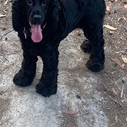 Home Owner wanting sitter in Brisbane, Queensland