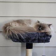 Home Owner wanting sitter in Brisbane , Queensland