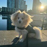 Home Owner wanting sitter in Melbourne, Victoria