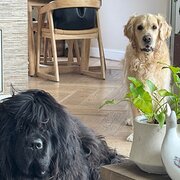 Home Owner wanting sitter in Melbourne, Victoria