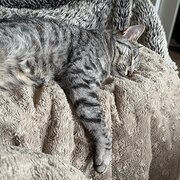Home Owner wanting sitter in Melbourne CBD, Victoria