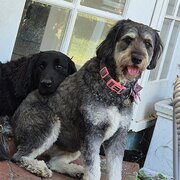 Home Owner wanting sitter in Melbourne, Victoria