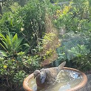 Home Owner wanting sitter in Toowoomba, Queensland