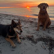 Home Owner wanting sitter in , Western Australia