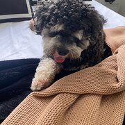 Home Owner wanting sitter in Maroochydore , Queensland