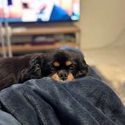 Home Owner wanting sitter in Perth, Western Australia