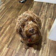 Home Owner wanting sitter in , Western Australia
