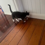 Home Owner wanting sitter in , Queensland