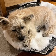 Home Owner wanting sitter in Huonvlle, Tasmania