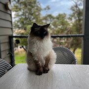 Home Owner wanting sitter in Melbourne , Victoria