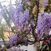 Home Owner wanting sitter in Perth, Western Australia