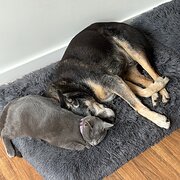 Home Owner wanting sitter in , Tasmania