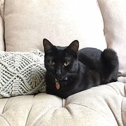 Home Owner wanting sitter in , New South Wales