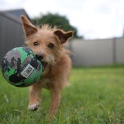 Home Owner wanting sitter in Melbourne, Victoria