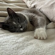 Home Owner wanting sitter in , Western Australia