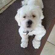 Home Owner wanting sitter in Gold Coast, Queensland