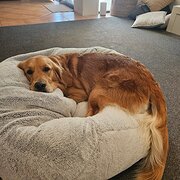 Home Owner wanting sitter in , Queensland